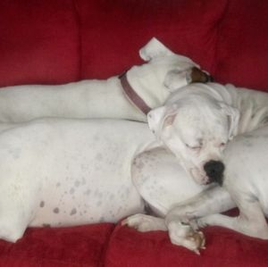 I have White boxers!!!